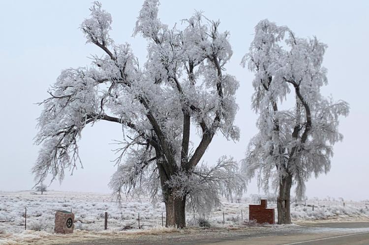 Photo of ice-encrusted trees at state line, east of Higgins on US 60