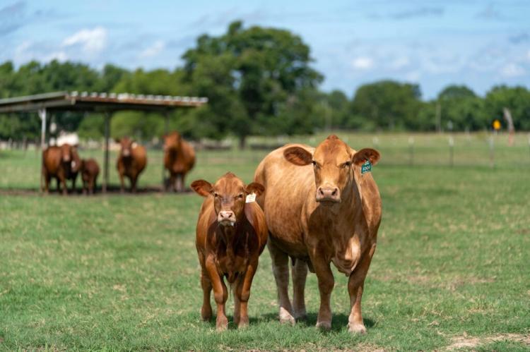 Two light brown cattle, a momma cow and calf, face the camera in a green pasture with other cattle standing in the background under a shade awning.