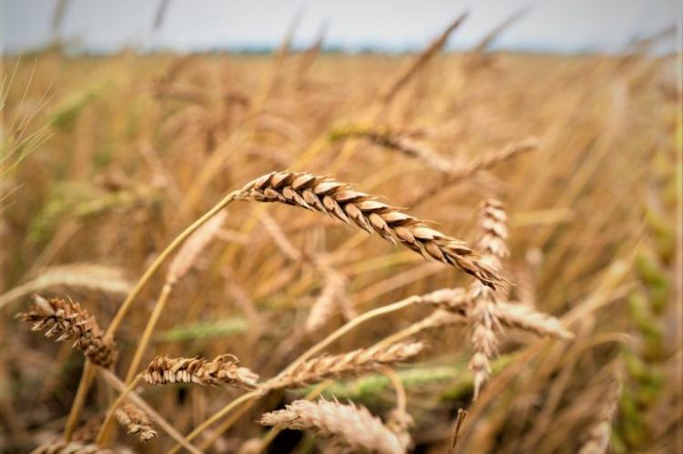 Wheat harvest this year was not what producers wanted to see, but the 25th annual Wheatheart Wheat Conference on Aug. 10 in Perryton can help get them prepared for planting this fall