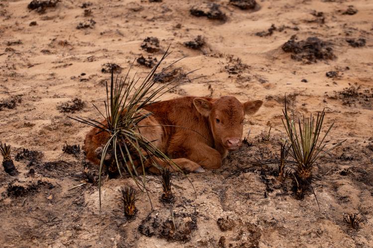 Photo by Casey Long of calf in wildfire-ravaged pasture
