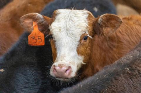Beef cattle by the numbers