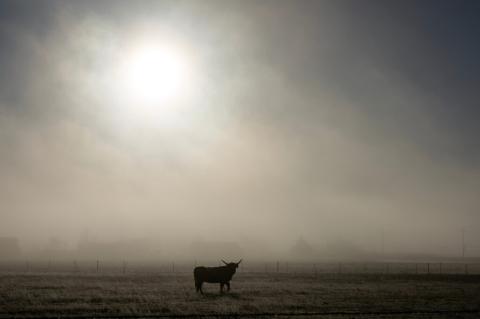 Smoke from the wildfires that crossed the Texas Panhandle recently could leave livestock and other animals with respiratory issues.  (Sam Craft/Texas A&M AgriLife) 