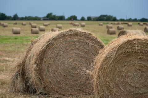 Hay and warm-season forage season seem to be off to a good start for many producers across the state, but lack of fertilization and stress from drought, late freezes and overgrazing is holding productivity back for many others. (Texas A&M AgriLife photo by Laura McKenzie)
