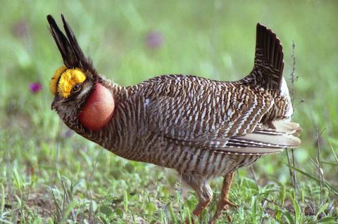 A male lesser prairie-chicken on a lek in the Red Hills of Kansas