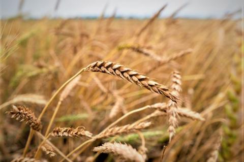 Wheat harvest this year was not what producers wanted to see, but the 25th annual Wheatheart Wheat Conference on Aug. 10 in Perryton can help get them prepared for planting this fall