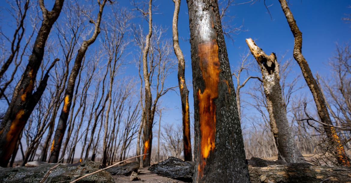  A stand of blackened, scorched trees against a blue sky, burned in the Smokehouse Creek Wildfire